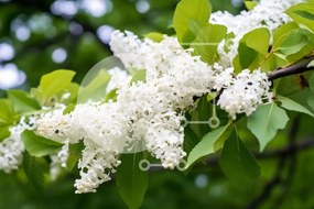 Intra Συλλεκτικό Ξύλινο Παζλ Plywood 4mm - Λευκά λιλά λουλούδια που ανθίζουν σε κλαδί δέντρου Σε Ξύλινο Κουτί - Διαστάσεις: 10x10 cm – 25 κομμάτια