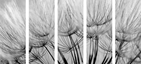 Εικόνα 5 μερών Σπόροι πικραλίδας σε ασπρόμαυρο σχέδιο