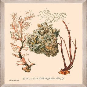 Κάδρο Deliciae Naturae Iii Fa13355 35X50Cm Beige-Orange Mindthegap Κάθετοι Wood