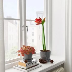 HIPPEASTRUM φυτό σε γλάστρα/Αμαρυλλίς/2 μπουμπούκια λουλουδιών, 13 cm 005.878.40