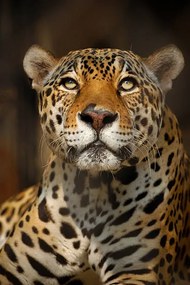 Φωτογραφία Close up portrait of a Jaguar, Copyrights @ Arijit Mondal