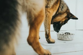 Ταΐστρα σκύλων Hunter Σιλικόνη Ανοξείδωτο ατσάλι 350 ml