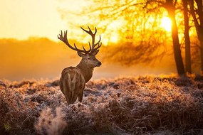 Φωτογραφία Red deer, arturasker, (40 x 26.7 cm)