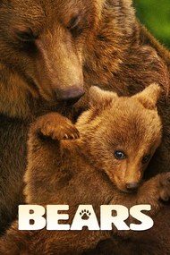 Εικονογράφηση Bears (2014)