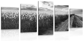 Εικόνα 5 μερών ενός ηλιοβασιλέματος πάνω από ένα χωράφι σε ασπρόμαυρο - 100x50
