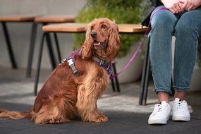 Λουρί Σκύλου Red Dingo Dingo 47-73 cm 56-80 cm Μωβ L