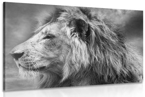 Εικόνα αφρικανικού λιονταριού σε ασπρόμαυρο - 60x40