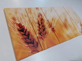 Εικόνα 5 μερών ενός χωραφιού με σιτάρι - 100x50