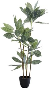 Διακοσμητικό Φυτό  Calathea Πράσινο 140x20x20εκ. - Πράσινο
