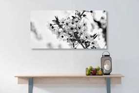Εικόνα με άνθη κερασιάς σε ασπρόμαυρο