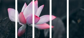 Εικόνα 5 τμημάτων λουλούδι λωτού - 200x100