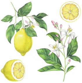 Διακοσμητικά αυτοκόλλητα τοίχου Lemons M