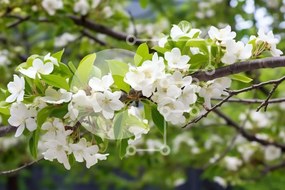 Intra Συλλεκτικό Ξύλινο Παζλ Plywood 4mm - Λευκό ανθισμένο κλαδί δέντρου με πράσινα φύλλα Σε Ξύλινο Κουτί - Διαστάσεις: 10x10 cm – 25 κομμάτια