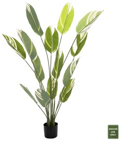 ΔΙΑΚΟΣΜΗΤΙΚΟ ΣΥΝΘΕΤΙΚΟ ΦΥΤΟ HM7997 CALATHEA ΣΕ ΓΛΑΣΤΡΑ 140Υεκ.