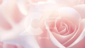 Intra Συλλεκτικό Ξύλινο Παζλ Plywood 4mm - Κοντινό πλάνο με ροζ τριαντάφυλλα στην άνθιση Σε Ξύλινο Κουτί - Διαστάσεις: 10x10 cm – 25 κομμάτια