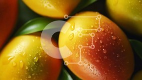 Σετ των 2 Intra Συλλεκτικό Ξύλινο Παζλ Plywood 4mm - Ώριμα μάνγκο με σταγονίδια νερού Σε Ξύλινο Κουτί - Διαστάσεις: 10x10 cm – 25 κομμάτια