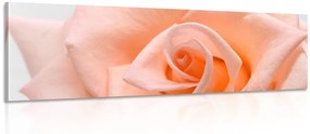 Λεπτομέρεια εικόνας ενός τριαντάφυλλου ροδάκινου - 135x45