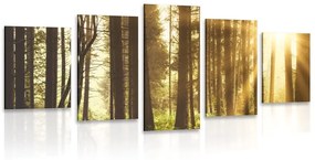 5 μέρη εικόνα ξύλα λουσμένα στον ήλιο - 100x50