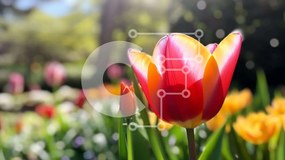 Intra Συλλεκτικό Ξύλινο Παζλ Plywood 4mm - Πολύχρωμη τουλίπα στον κήπο Σε Ξύλινο Κουτί - Διαστάσεις: 10x10 cm – 25 κομμάτια