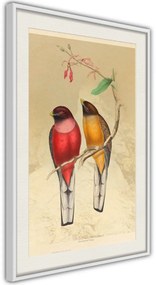 Αφίσα - Ornithologist's Drawings - 40x60 - Μαύρο - Χωρίς πασπαρτού