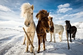 Φωτογραφία Icelandic Hair Style, Mike Leske