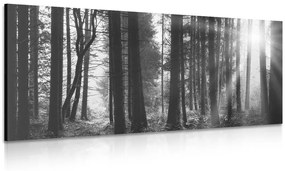 Εικόνα δάσους ηλιόλουστο σε μαύρο & άσπρο