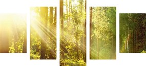 Εικόνα 5 μερών ακτίνες του ήλιου στο δάσος