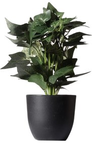 Supergreens Τεχνητό Φυτό Κισσός Silver 30 εκ. - 7060-6 - 7060-6