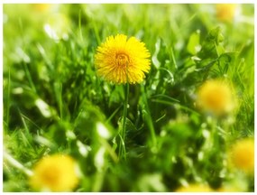 Φωτοταπετσαρία - Dandelion flowers 300x231