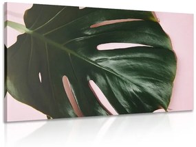 Φύλλο εικόνας φυτού monstera - 90x60