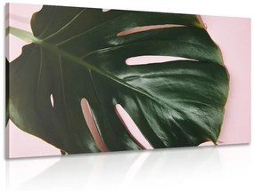 Φύλλο εικόνας φυτού monstera - 120x80