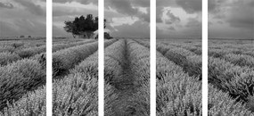 Εικόνα 5 τμημάτων χωράφι λεβάντας σε ασπρόμαυρο