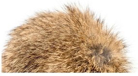 Μπαστούνι για Γάτες Gloria Rogers Πομπώματα (12 cm)