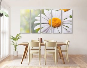 5 μέρη εικόνα λουλούδια μαργαρίτες - 100x50