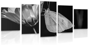 Εικόνα 5 μερών μιας πεταλούδας σε ένα λουλούδι σε ασπρόμαυρο - 100x50
