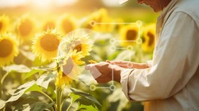 Intra Συλλεκτικό Ξύλινο Παζλ Plywood 4mm - Άνθρωπος με καπέλο που επιθεωρεί ηλίανθους σε ένα χωράφι Σε Ξύλινο Κουτί - Διαστάσεις: 10x10 cm – 25 κομμάτια