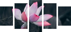 Εικόνα 5 τμημάτων μαλακό λουλούδι λωτού - 200x100