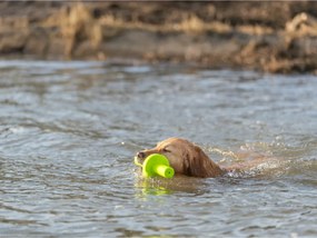 Μασητικό Οδοντοφυΐας Σκύλου Trixie 29 cm