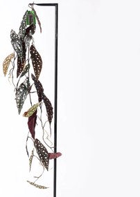 Supergreens Τεχνητή Γιρλάντα Μπιγκόνια Maculata 120 εκ. - 1261-7 - 1261-7