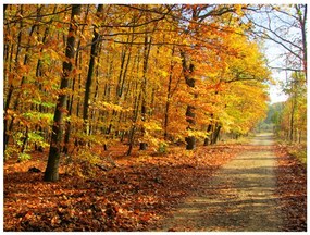 Φωτοταπετσαρία - Beech forest 200x154