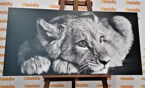 Εικόνα ενός λιονταριού σε ασπρόμαυρο - 100x50