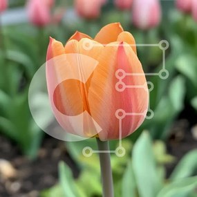 Intra Συλλεκτικό Ξύλινο Παζλ Plywood 4mm - Ανθισμένη τουλίπα στον κήπο της άνοιξης Σε Ξύλινο Κουτί - Διαστάσεις: 10x10 cm – 25 κομμάτια