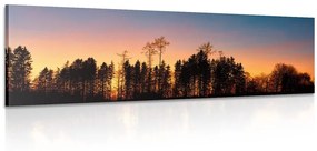 Εικόνα δάσος τυλιγμένο στο σκοτάδι - 150x50