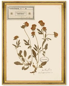 Κάδρο Herbarium Alpinium V FA13459 35x50cm Multi MindTheGap Vertical Wood, Glass