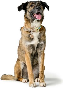 Κολλάρο Σκύλου Hunter Malia Πράσινο S/M 35-44 cm