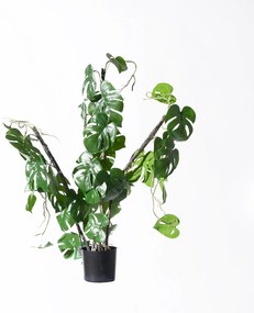 Supergreens Τεχνητό Φυτό Μονστέρα Minima Vining 75 εκ. - Πολυαιθυλένιο - 6161-7