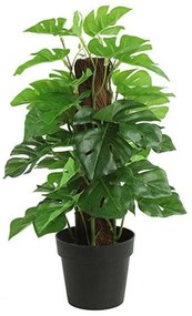 Φυτό Μονστέρα Σε Κασπώ 013.787817 35cm Green