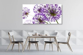 Εικόνα ανθισμένα μωβ λουλούδια σκόρδου - 120x60