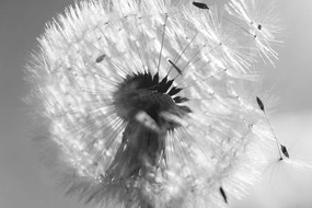 Λεπτομέρεια εικόνας πικραλίδων σε ασπρόμαυρο - 90x60