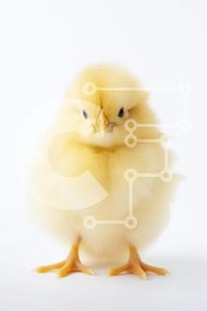 Σετ των 2 Intra Συλλεκτικό Ξύλινο Παζλ Plywood 4mm - Αφράτο κίτρινο πορτρέτο νεοσσών Σε Ξύλινο Κουτί - Διαστάσεις: 10x10 cm – 25 κομμάτια